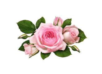 Pink rose flowers in a floral arrangement isolated on white or transparent background