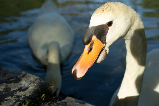 schwan close up