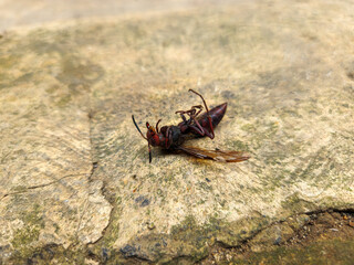 Vespa wasp upside down on the floor