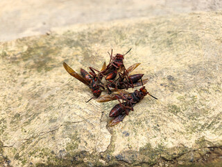 Vespa wasp upside down on the floor