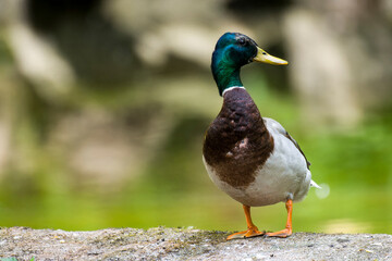Stockenten Erpel im Frühjahr in der Spree bei der Futtersuche in der Mauser