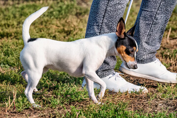 A Jack Russell terrier on the grass in summer.