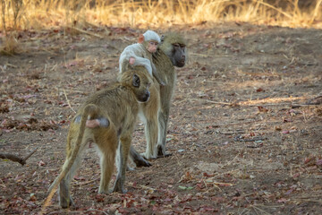 Baby albino baboon grabs a ride on mother's back