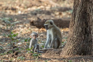 Vervet monkey with baby