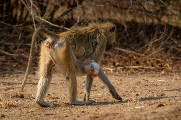 Baby albino chacma baboon clings to mother