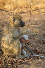 Baby albino chacma baboon feeding from mother