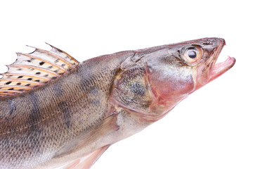 Perch  fish isolated on white