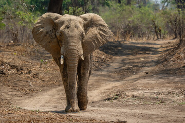 Elephant parades down the road