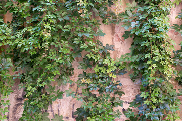 Green folCreeper growing across a wall in Pisaiage Italy