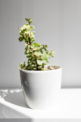 Indoor succulent plant in a white pot. Side view on white shelf against a white wall. Copy space.