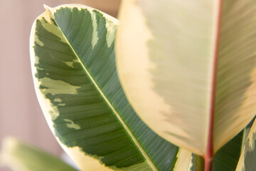 Green ficus plant with sunlight, minimalistic style. Ficus Elastica Tineke