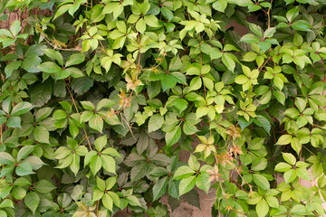 Fototapeta na wymiar Green folCreeper growing across a wall in Pisaiage Italy