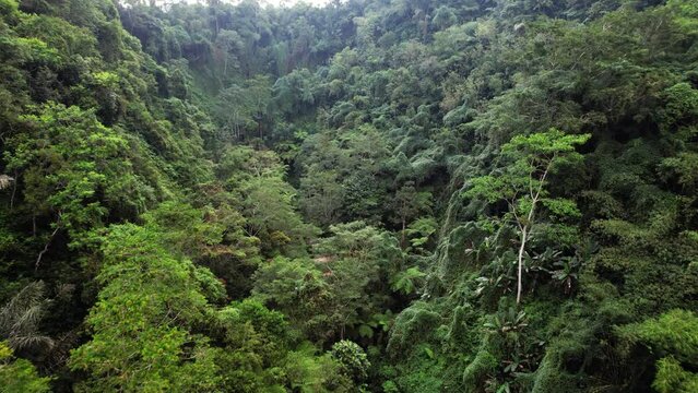 Slopes of old canyon are covered with dense tropical jungle-like thickets. Aerial camera slowly flies forward, reveal half-abandoned terraced fields with water. Various corners of nature on Bali