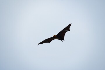 Seychelles fruit bat flying on cloudy day, Mahe Seychelles 