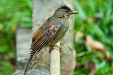 Seychelles endemic bulbul bird Mahe Seychelles