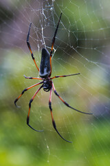Seychelles palm spider on the web, beautiful black and gold colour, closeup shot, Mahe Seychelles