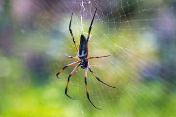 Seychelles palm spider on the web, beautiful black and gold colour, closeup shot, Mahe Seychelles