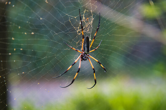 Seychelles palm spider on the web, beautiful black and gold colour, closeup shot, Mahe Seychelles