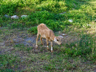 Naklejka na ściany i meble Goat in the pasture. Brown goat on a green meadow. 