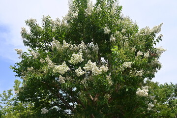 Crape myrtre flowers. Lythraceae deciduous tree. It blooms red, white, and pink flowers from July to October.