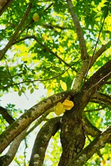 Starfruit on the tree inside the botanical garden, Mahe Seychelles