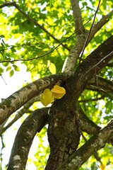 Starfruit on the tree inside the botanical garden, Mahe Seychelles