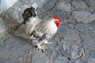 Beautiful rooster.Agriculture.Chickens.Rooster walking.Animal farm.Household.Environmentally friendly.Farm animals.Animals in the village.Rooster in the yard.Farming