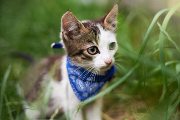 Naklejka na ściany i meble Cute kitten in a scarf in the grass in summer.