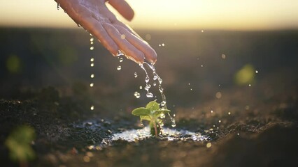 Agriculture and Seedling concept. Female hand watering young tree. People are watering small plants by hand. World Environment Day. Hand nurturing and watering young baby plants. Soil at sunset.
