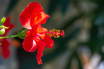 Hibiscus, 