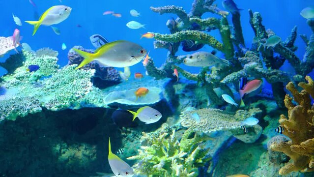 しながわ水族館
