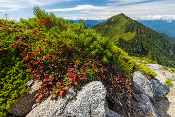 ハイマツと初秋の中央アルプス三沢岳