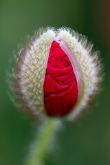 Blooming Poppy