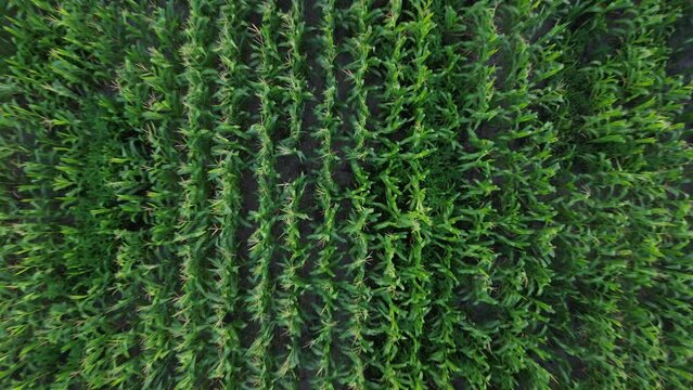 Aerial view of a corn field taken by a drone.