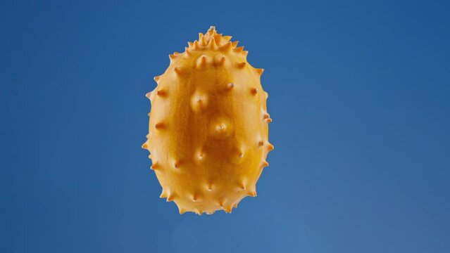Levitating Horned Melon Spinning in Mid-Air Against a Blue Studio Background