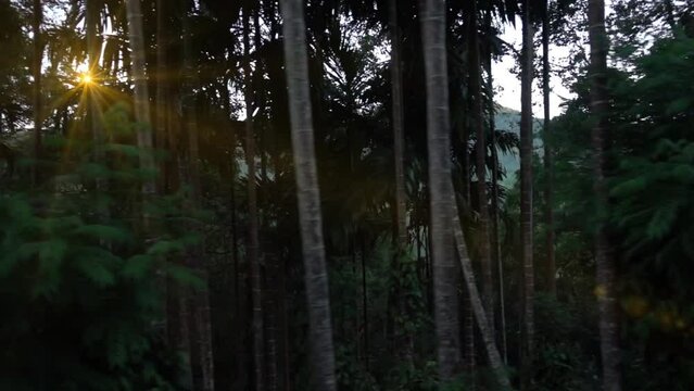 Beautiful lush rainforest in Asia from the train window. Sri Lanka, Ella. Slow motion
