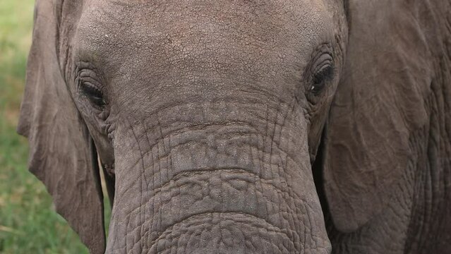 Close up of an elephants face in Tanzania, Africa
