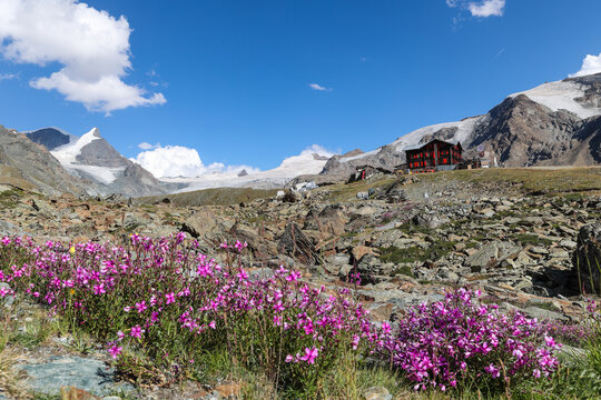 Zermatt, Switzerland - 01. August 2022: The mountain hut Fluhalp at the side of Findel Glacier with wild Marsh willowherb flowers at foreground. It is a frequented Alps accommodation for trekkers.