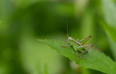 キリギリスの幼虫