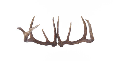 Deer antlers, deer horns isolated on white background