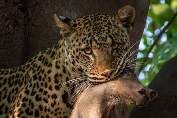 Portrait of leopard with piglet in mouth