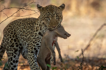 Leopard with warthog piglet in mouth