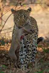 Portrait of leopard with warthog piglet in mouth