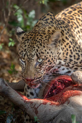 Leopard looks up from feeding on warthog kill