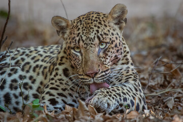 Leopard cleaning her paw