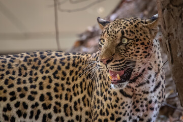 Side view of alert leopard