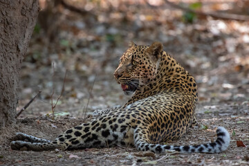 Leopard relaxing after feeding