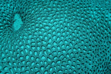 Gardinen Korallenriff Organic texture of Lacuna Coral  (Favia lacuna) or knob coral. Abstract background.  © Tunatura