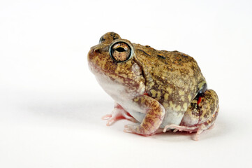 Colombian four-eyed frog // Kolumbianischer Vieraugenfrosch (Pleurodema brachyops)