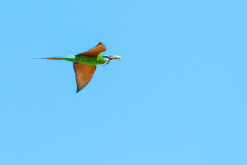 European bee-eater with prey in flight